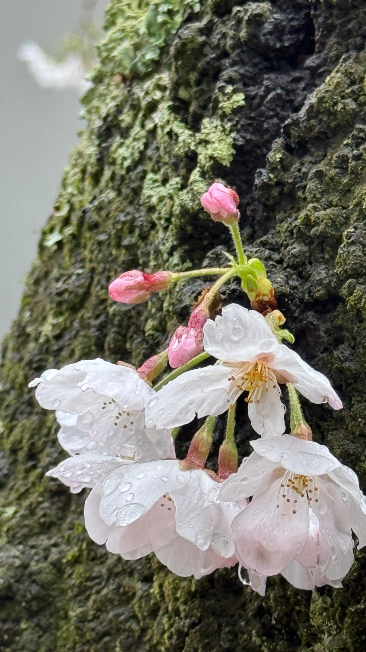 The brief existence of cherry blossoms: The beauty of mono no aware ...