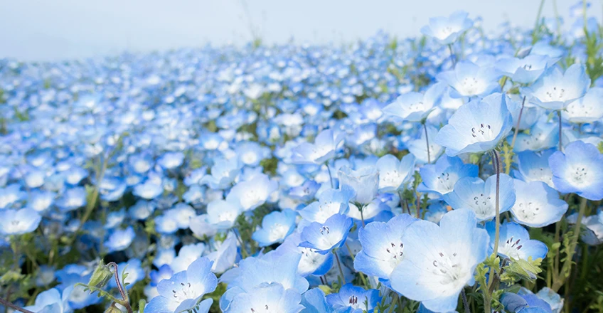 Blue Nemophila Bg