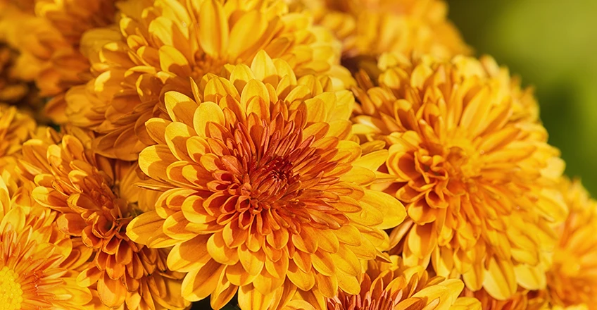 Chrysanthemum Bg