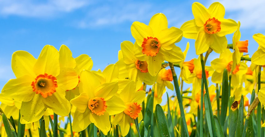 Daffodil Bg