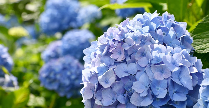 Hydrangea Bg