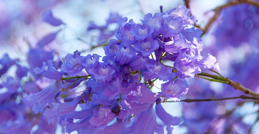 Jacaranda Bg