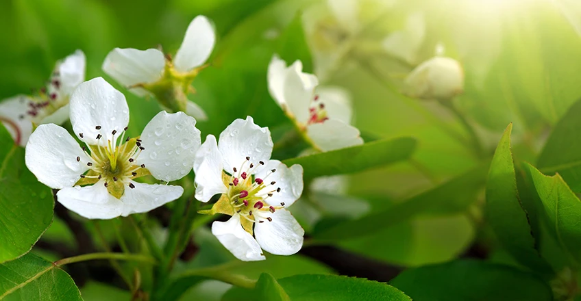 Pear Blossom Bg