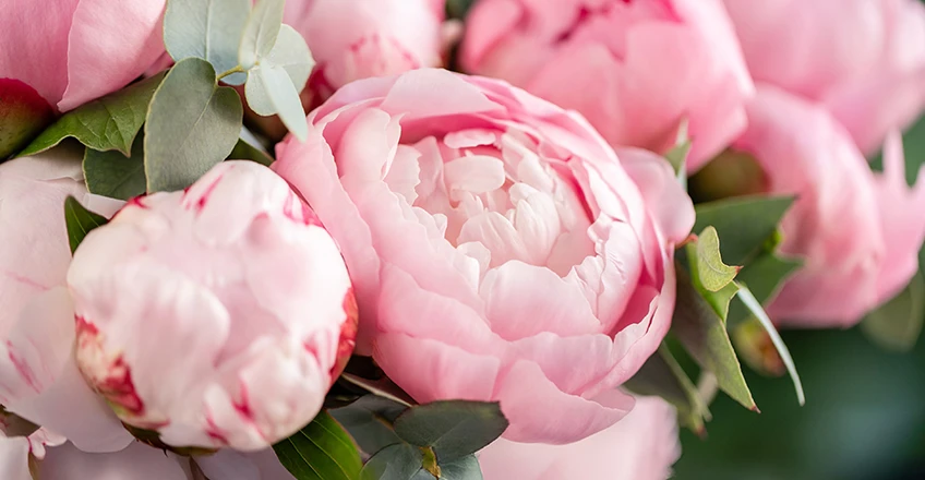 Peony Bg