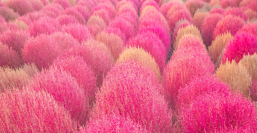 Pink Muhly Bg