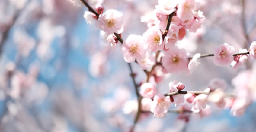 Plum Blossom Bg