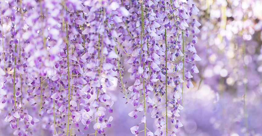 Wisteria Bg